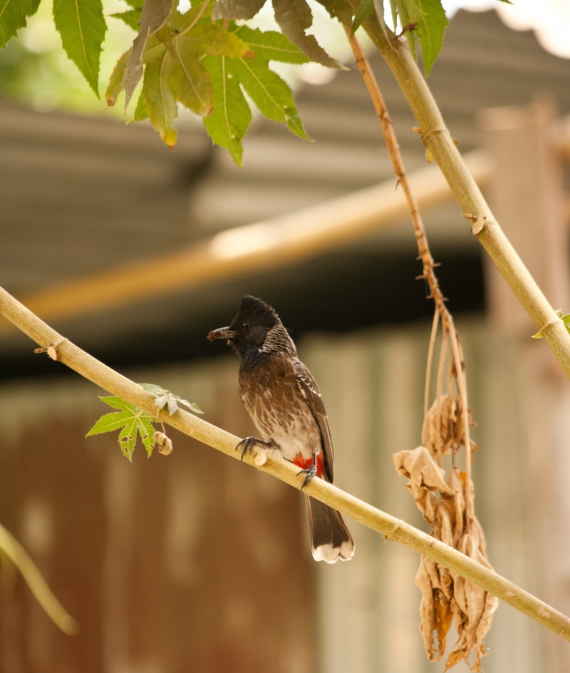leaf, day, bulbul, 2K, animal wildlife, fauna, no people, plant, pycnonotus, bird, sparrow, vertebrate, animal, wildlife, feather, perching, one animal