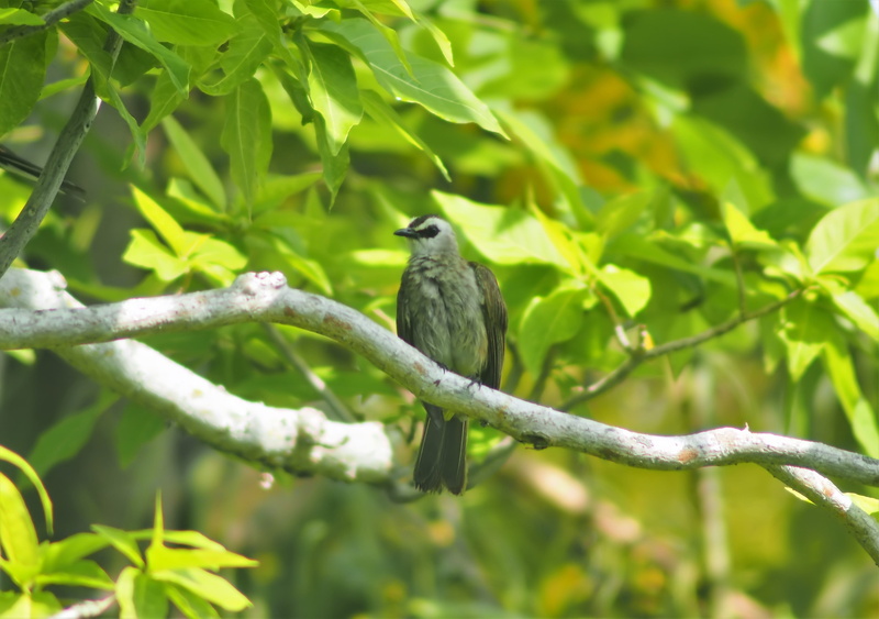 animals in the wild, bulbul, growth, outdoor, nature, perching, yellow, focus on foreground, animal wildlife, wild, 4K, natural, perched, park, tree, wildlife