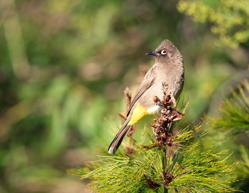 tree, animal, green color, no people, nature, animals in the wild, plant, ornithology, branch, park, focus on foreground, passerine, environment, outdoors