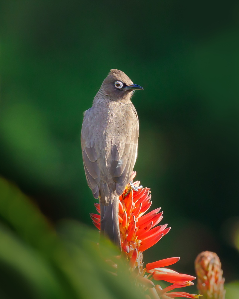 growth, beak, one animal, park, flowering plant, robin, wild, green, sparrow, bird, tree, branch, animal, freshness, close-up, flower head, flower, fragility