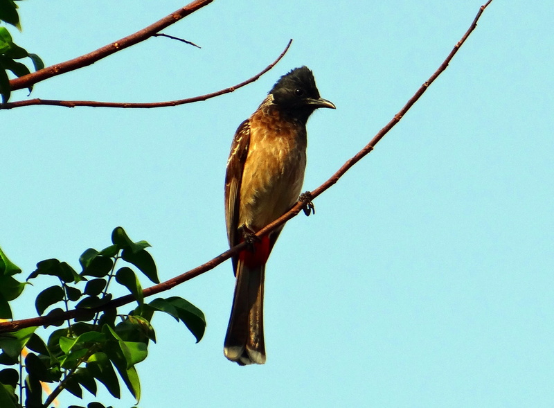low angle view, mammal, plant, wildlife, dom, fly, day, bird, perching, red-vented bulbul, dharwad, wild, plant part, 2K, outdoors, beak, animals in the wild