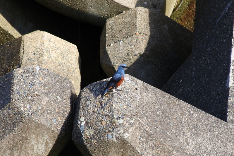 high angle view, outdoors, sunlight, wild animal, built structure, animal, little bird, vertebrate, rock - object, perching, method bulbul, animal themes