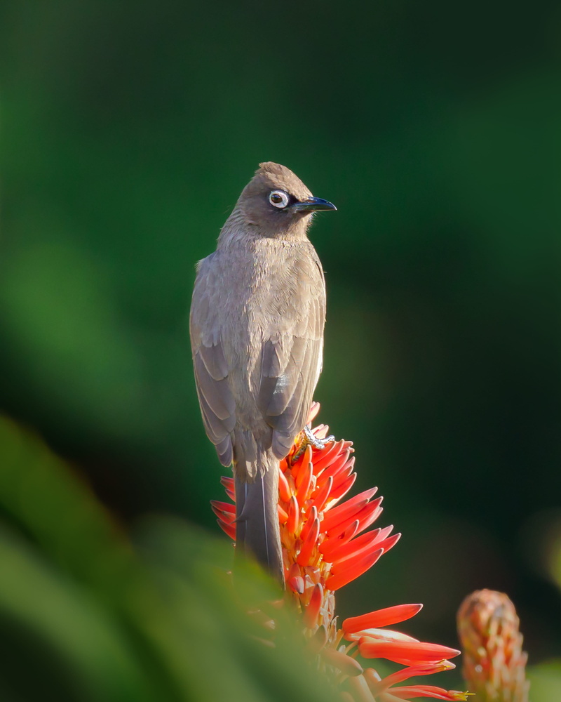 selective focus, animal wildlife, flower head, robin, no people, feathers, hummingbird, flowering plant, animal, small, brown, animals in the wild, garden