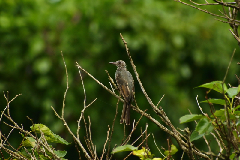 animal themes, forest, one animal, focus on foreground, 5K, growth, day, perching, little bird, natural, vertebrate, animal, no people, outdoors, branch