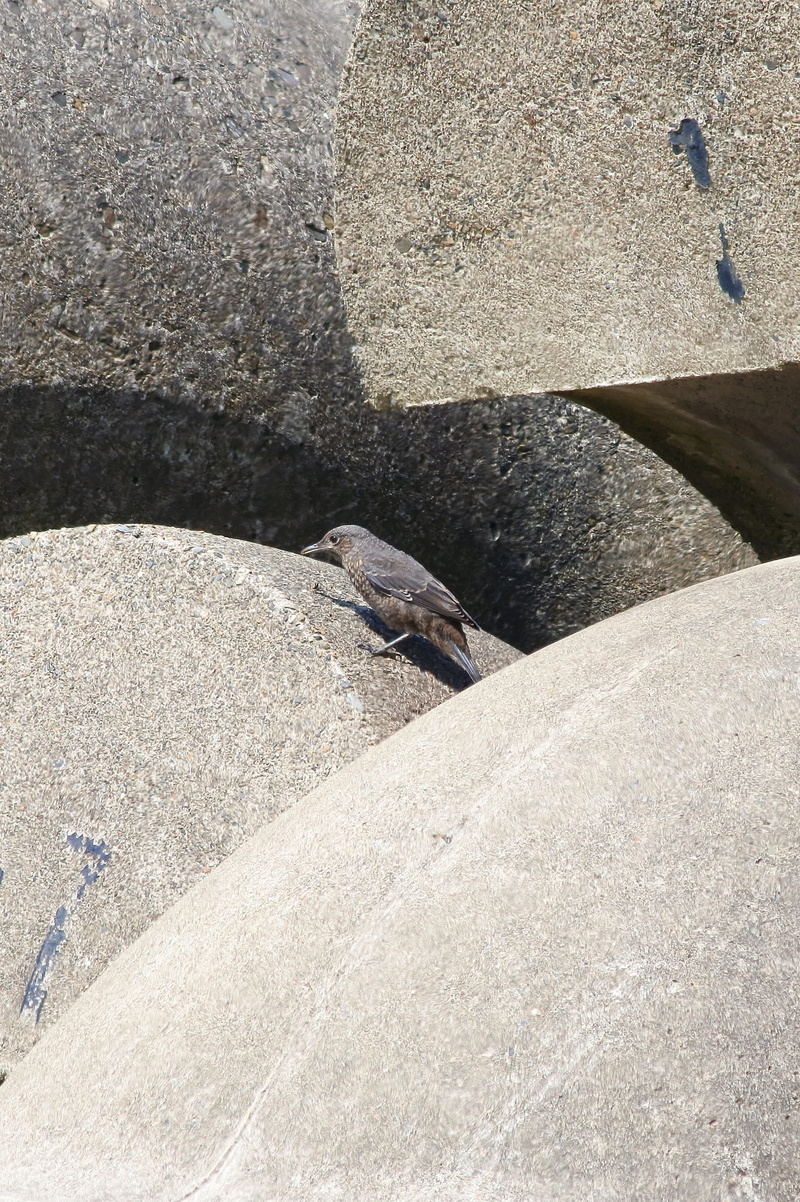 rock - object, no people, Wave, method bulbul, sea, bird, solid, natural, mammal, nature, land, Sea, 2K, shadow, outdoors, wild birds, Block, pets, animal themes