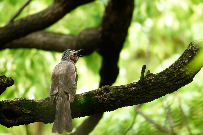 nature, bird, animal wildlife, animal, Twitter, Brown-Eared Bulbul, vertebrate, animals in the wild, wild birds, low angle view, branch, plant, perching