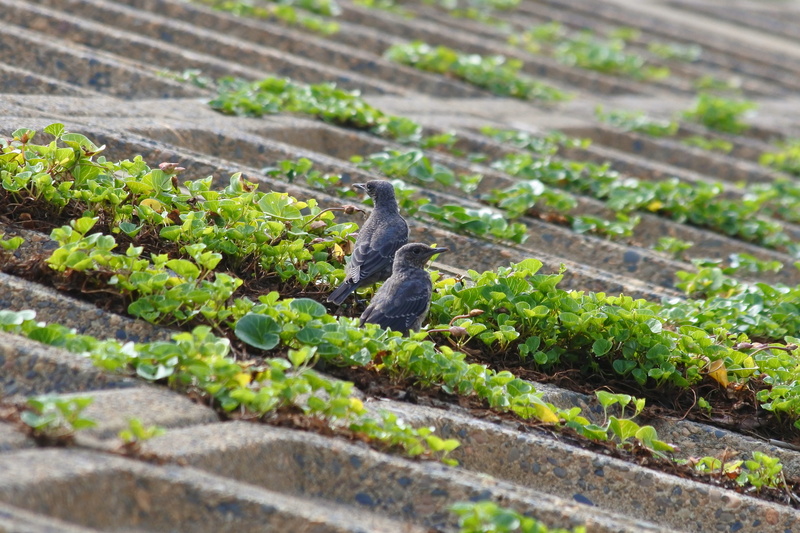 Animal, bird, animals in the wild, nature, high angle view, animal wildlife, Beach, method bulbul, wild animal, growth, one animal, plant, 4K, mammal