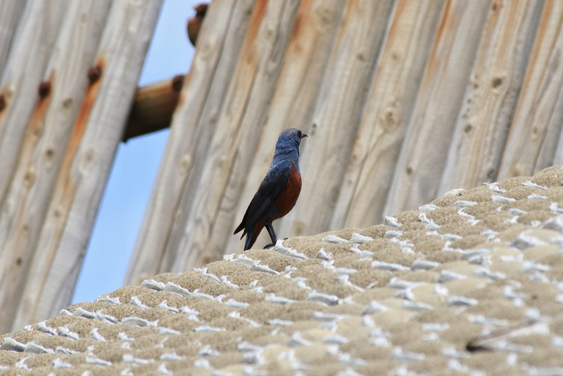 one animal, roof, perching, animals in the wild, wild birds, nature, animal wildlife, outdoors, natural, Animal, wood - material, Beach, selective focus