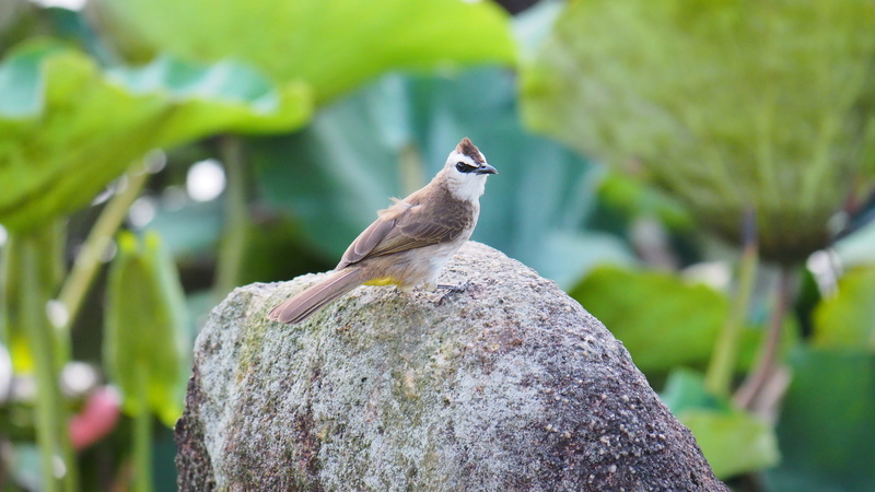 bird, bulbul, no people, nature, vertebrate, one animal, natural, leaf, wild, 4K, animal themes, tropical, cute, wildlife, animal wildlife, solid, animal