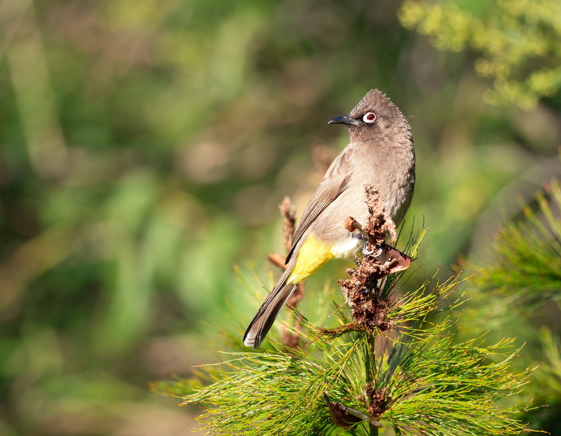 wildlife, perching, feathers, no people, finch, animal, focus on foreground, growth, brown, sparrow, outdoors, young, animals in the wild, close-up, day