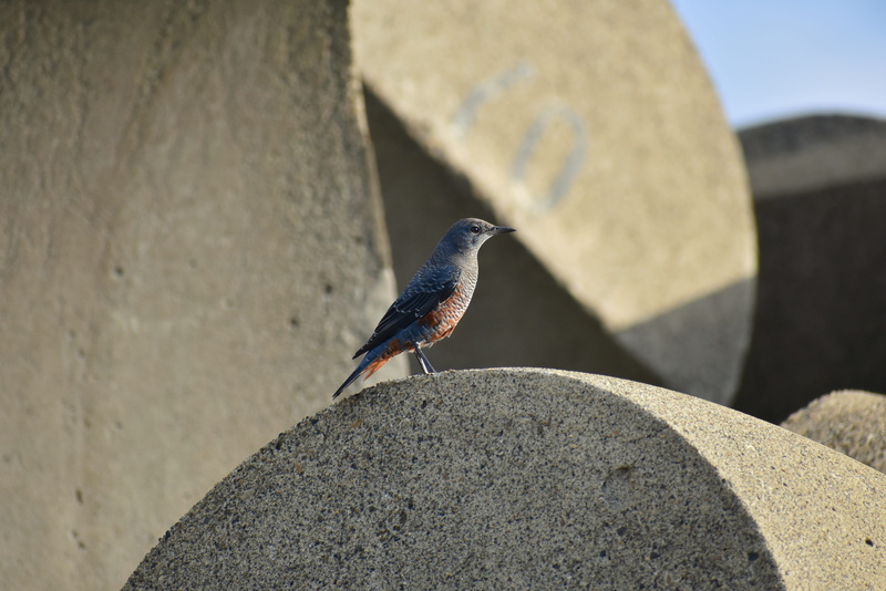 animal, sunlight, natural, animal themes, animal wildlife, outdoors, no people, method bulbul, focus on foreground, vertebrate, rock, sea, bird, solid