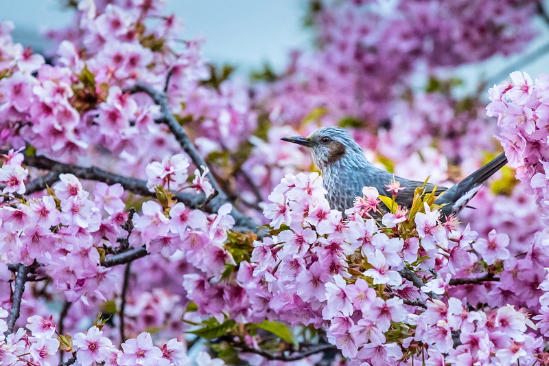 bird, flowers, Sakura, Bulbul, Tree-creeper Bulbul, flowering, 1080P, branches, cherry