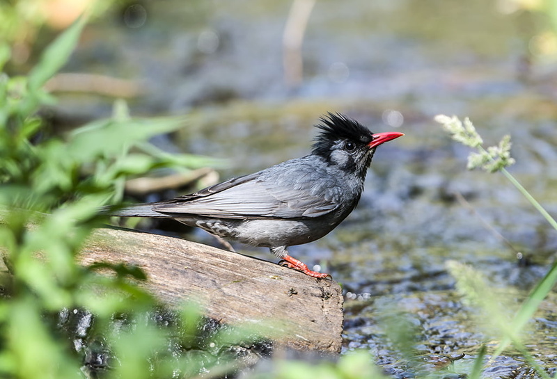 bulbul, wildlife, 480P, small, feather, animal, bird, outdoors, black, wood, nature, grey, beak, brown