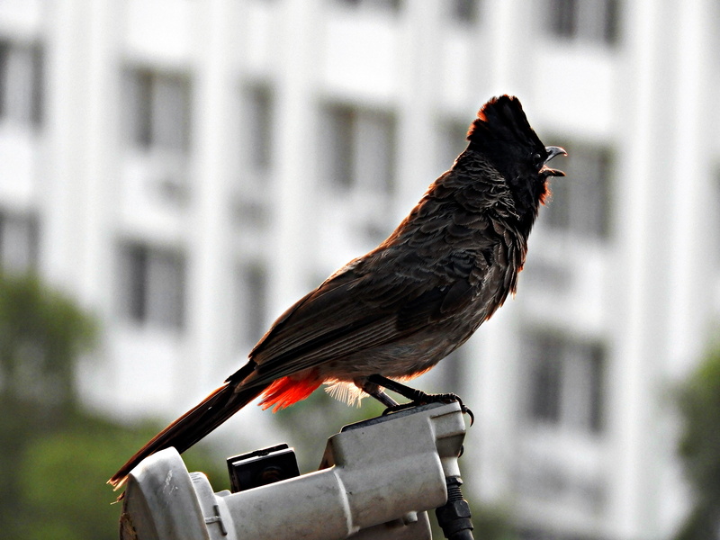 Bulbul, day, built structure, perching, architecture, one animal, food, 5K, nature, animals in the wild, animal themes, vertebrate, no people, building exterior
