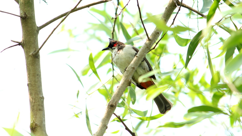 silhouette, outdoor, bird, branch, fly, tree, avian, plumage, wetlands, environment, leaf, focus on foreground, animal, wings, bottom, close, garden, summer