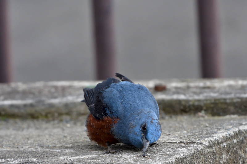 wild animals, full length, no people, one animal, pigeon, vertebrate, day, food, close-up, architecture, outdoors, perching, focus on foreground, animals in the wild