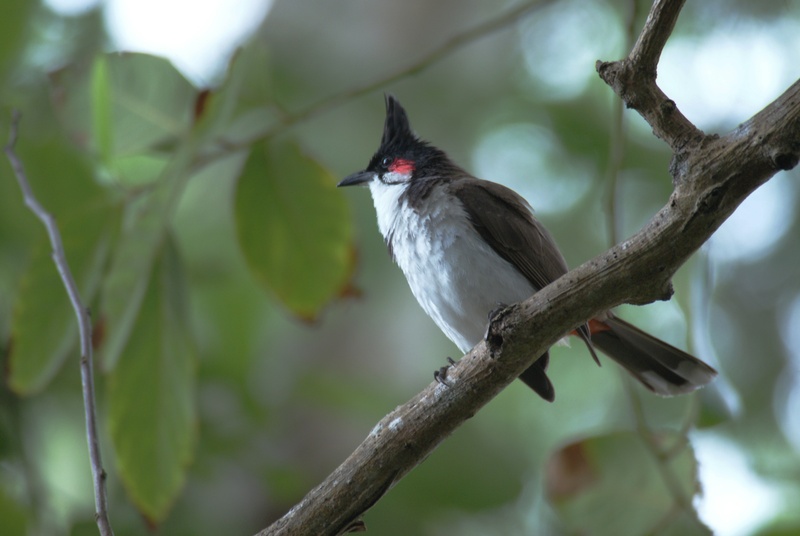 animal, tropics, perching, animal wildlife, haarvogel, leaves, plant part, outdoors, beauty in nature, animals in the wild, vertebrate, low angle view