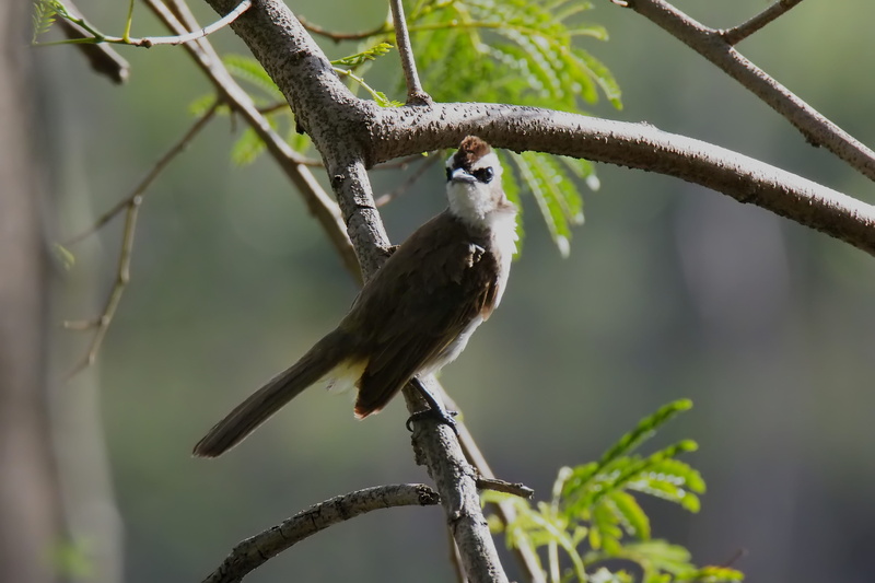 focus on foreground, animal themes, beauty in nature, close-up, vertebrate, yellow, bird, tree, animal, vented, one animal, wildlife, day, animals in the wild