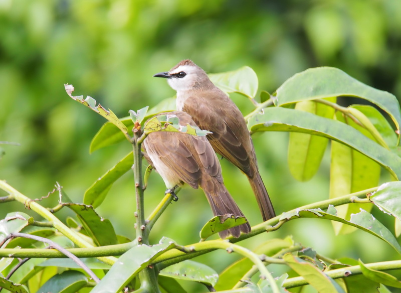 plant part, day, beak, little, bird, yellow-vented, tropical, tree, perching, green color, wildlife, branch, 4K, animal themes, focus on foreground, sparrow