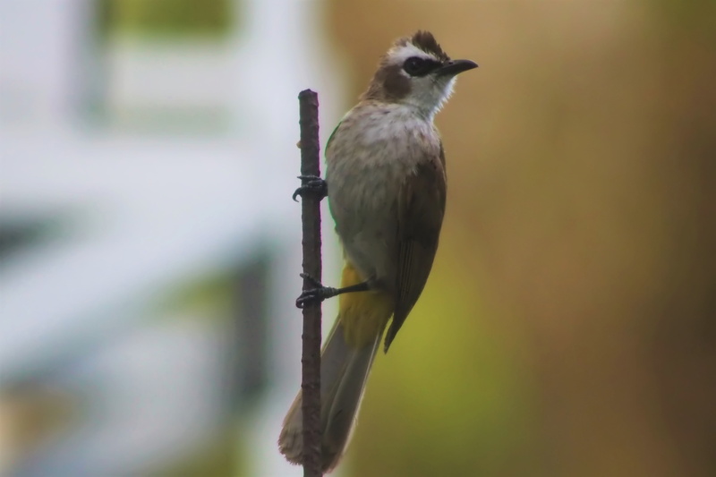 beauty in nature, full length, perching, looking, animal, selective focus, animal themes, animal wildlife, vented, animals in the wild, outdoors, wild