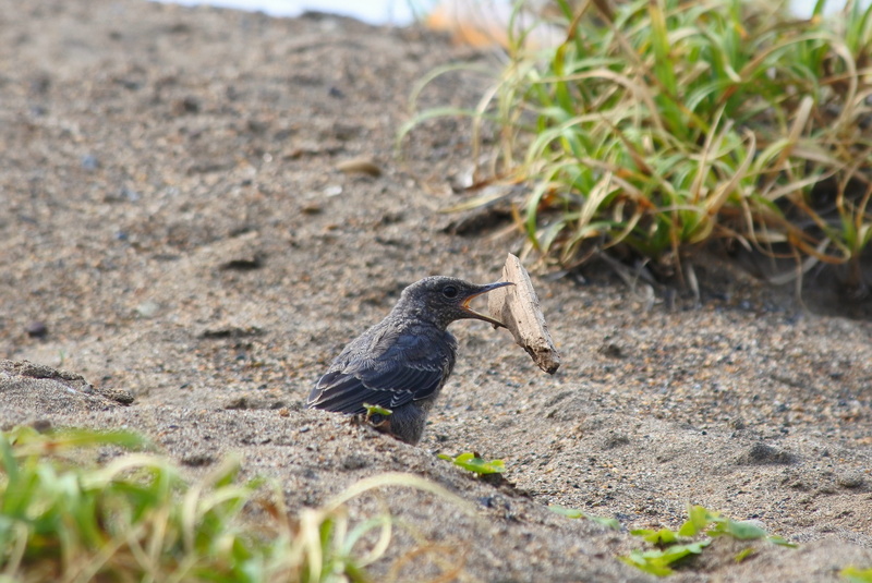 nature, land, Little Bird, method bulbul, solid, vertebrate, natural, day, field, one animal, young bird, rock, selective focus, animals in the wild, no people