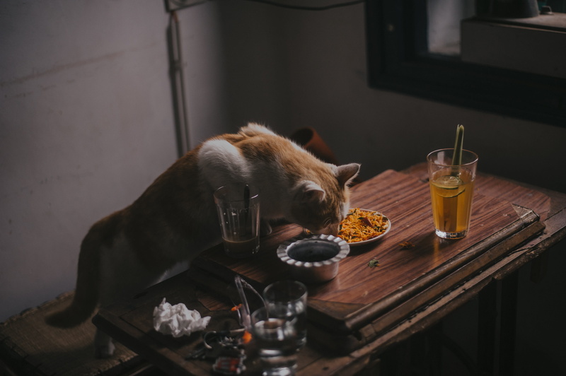plate, furniture, 4K, no people, food, drink, interior, eating, fur, animal, table, close-up, inside, platter, drinking glasses, animal photography, mammal