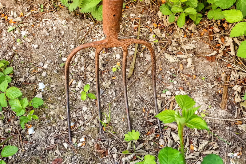 leaf, pitchfork, leaves, land, rusty, plant, field, green, garden, high angle view, close-up, growth, 2K, work, day, digging around, forest, tine, gardening