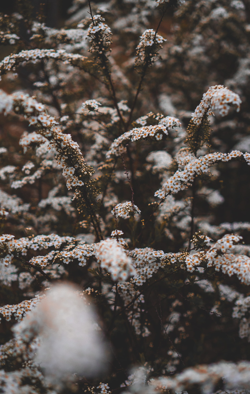 sprout, plant, pollen, blossom, petal, ice, no people, winter, flowers, abies, nature, frozen, fragility, flowering plant, day, growth, lichen, cold temperature