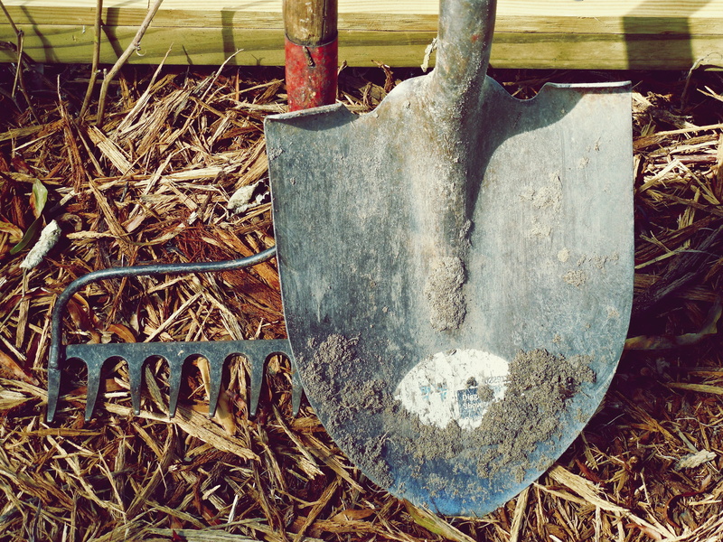 rake, tree trunk, outdoors, tools, tines, dirt, grass, metal, old, log, teeth, wood, no people, field, land, plant, forest, trunk, brown, farm, deforestation