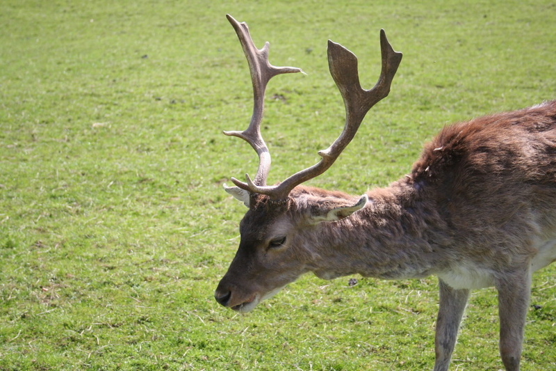 day, wild, field, vertebrate, deer, animal head, antler, brown, animal themes, land, herbivorous, one animal, horned, wood, animal, animal wildlife, animals in the wild