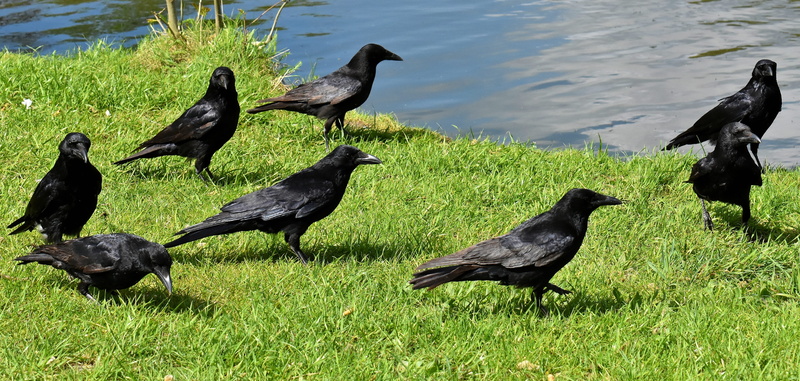 raven bird, raven - bird, common raven, plant, bird, land, animal, grass, raven, 5K, birds, crow, black, nature, bill, animal wildlife, green color, group of animals