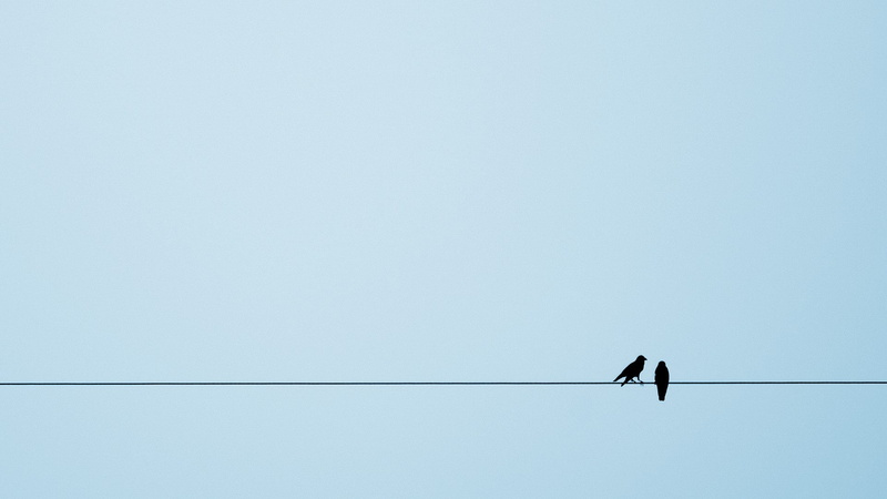 ropes, 1080P, crow, silhouette, birds, simple background, animals, European magpie