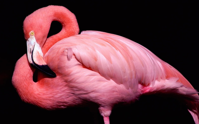 1080P, animals, pink animals, hd, art, flamingoes, nature, feathers, BIRDS, pink