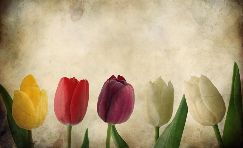 1080P, 3d, pink, 3d and abstract, nice, d, red, cool, white, painting, tulips, yellow