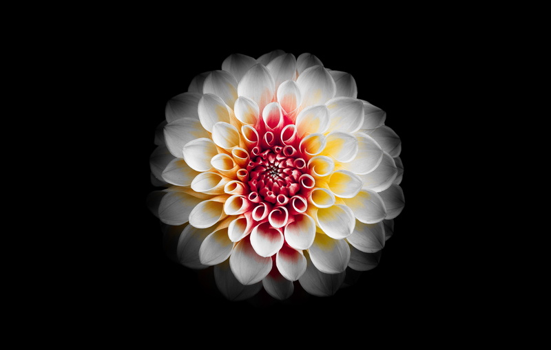 inflorescence, vulnerability, asteraceae, multi colored, outdoors, beauty in nature, close-up, copy space, indoors, flowering plant, russia, blossom, photography