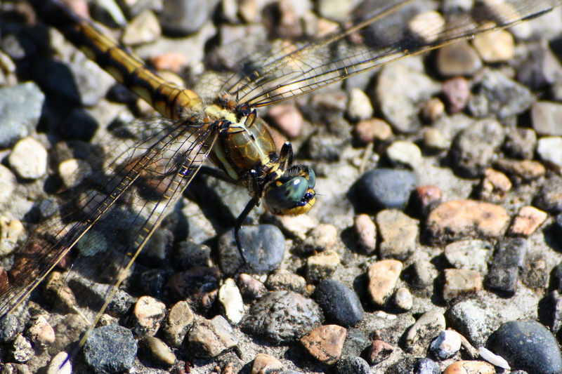 animal wildlife, landscape, outdoors, rock - object, Dragonfly, nature, rock, solid, one animal, animal themes, natural, option color dragonfly, day, focus on foreground