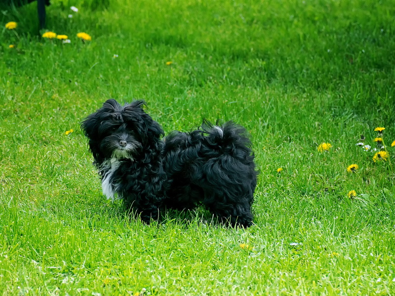 plant, garden, land, one animal, day, awakened, animal, domestic, nature, black color, domestic animals, mammal, animal themes, bolonka, no people, pets