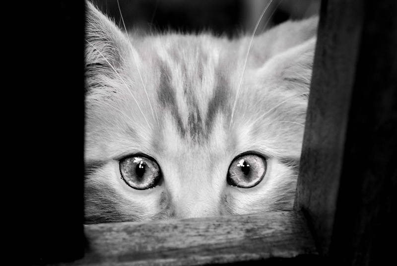 4K, domestic, domestic cat, indoors, mammal, feline, one animal, eye, animal body part, animal eye, whisker, félin, chat, domestic animals, pets, vertebrate