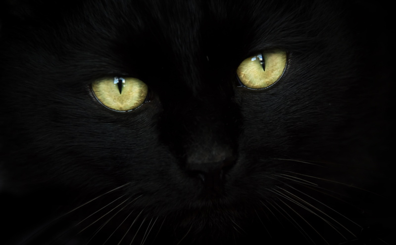 5K, whisker, Black, animal, looking at camera, black color, eye, animal themes, chat, black background, portrait, yeux, Animals, feline, yellow eyes, animal head