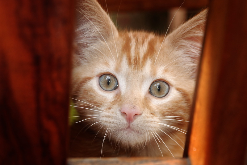 4K, domestic, chaton, animal body part, ginger cat, cat, animal eye, pets, animal themes, chat, animal, domestic cat, close-up, domestic animals, no people