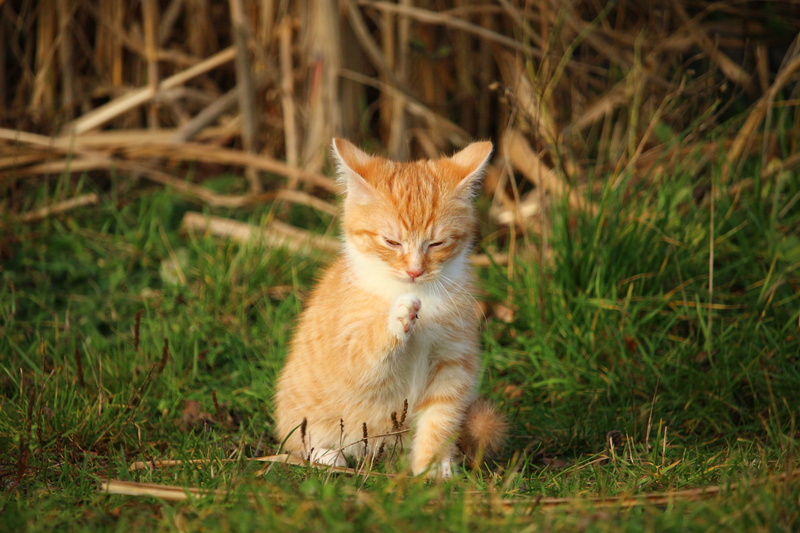 fur, domestic, cat, feline, tabby cat, grass, green, ginger cat, looking at camera, young Animal, mammal, plant, red cat, vertebrate, sitting, domestic Cat