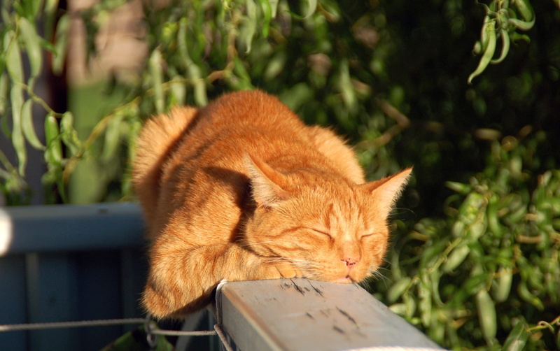 no people, fur, red cat, domestic Cat, nature, undomesticated Cat, orange, close-up, young Animal, cat portrait, cat, domestic, striped, domestic Animals
