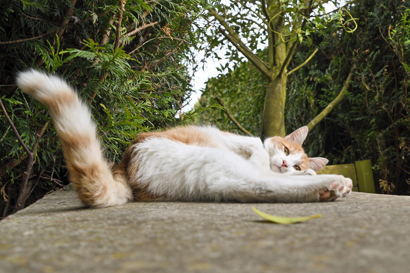 trees, 4K, tabby, domestic Cat, one animal, animal, pets, vertebrate, relaxation, orange, mammal, domestic animals, plant, surface, white and red, tree