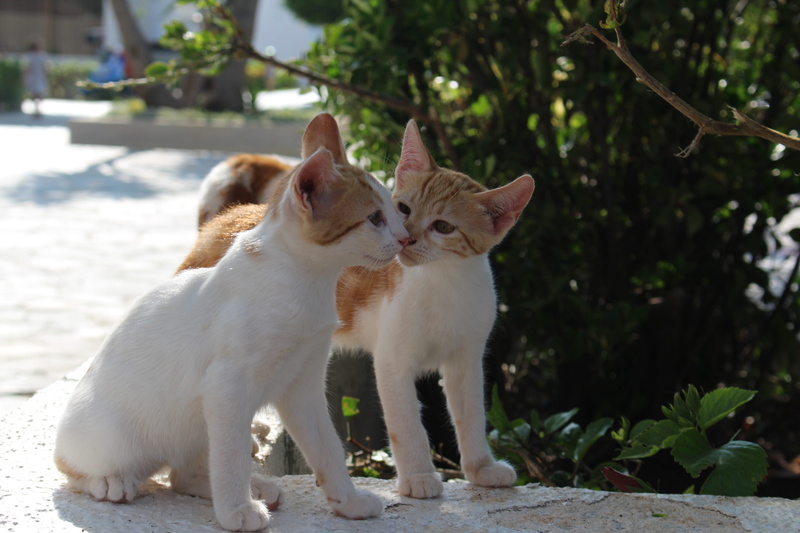 togetherness, animal family, whisker, domestic animals, stray Animal, 5K, cat, orange tabby, no people, cats, pets, looking, tree, cute, plant, kitten