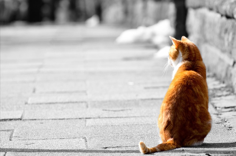 purebred, profile view, one animal, focus on foreground, kitten, cat, brown, day, cutout, outdoors, kitty, fur, gray, animal, gold, background, mammal