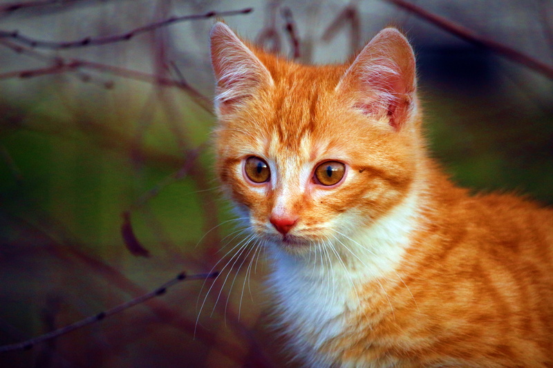 cat, close-up, cute, whisker, domestic Cat, portrait, kitten, 5K, red cat, pets, autumn, domestic, looking at camera, cat portrait, photo, ginger cat
