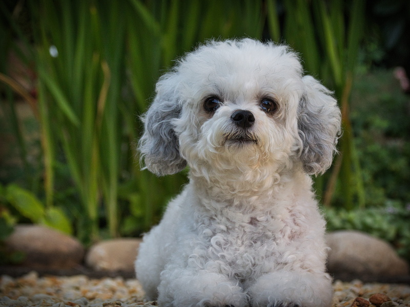 small, animal, portrait, focus on foreground, optional, domestic, puppy, animal themes, shih tzu, mammal, no people, bolonka, young animal, pets, 5K, pet