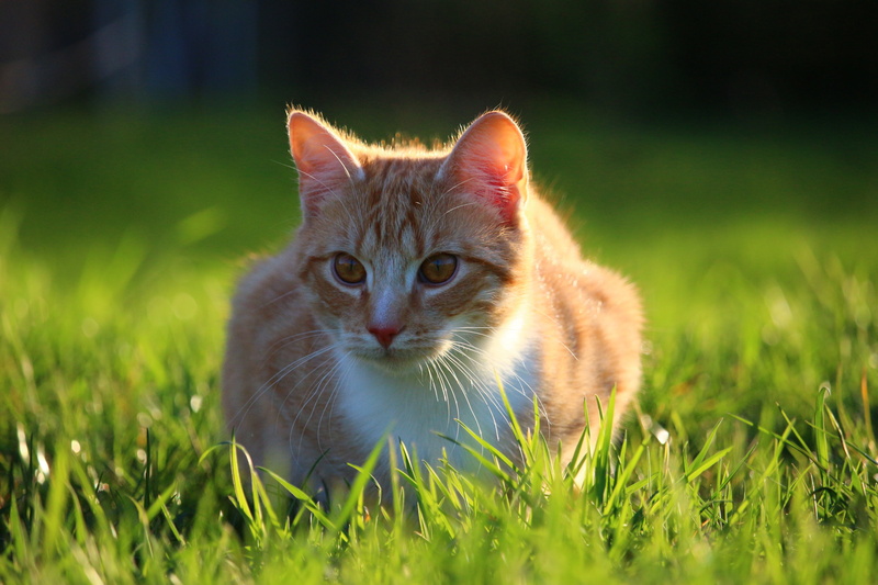 young animal, grass, pets, focus, portrait, tabby, feline, red cat, one animal, whisker, animal, nature, domestic Cat, selective, lying, domestic Animals