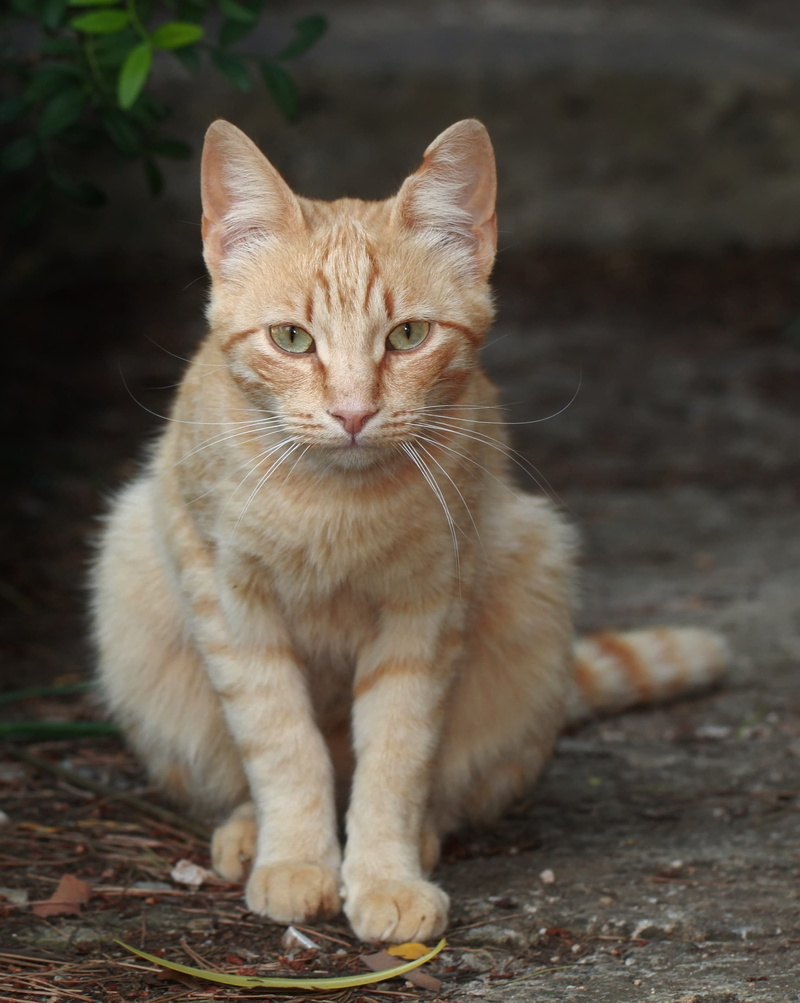 orange Tabby, day, close, red mackerel tabby, Tabby cat, vertebrate, domestic, nature, 2K, domestic Animals, head, animal themes, looking, whisker, one Animal