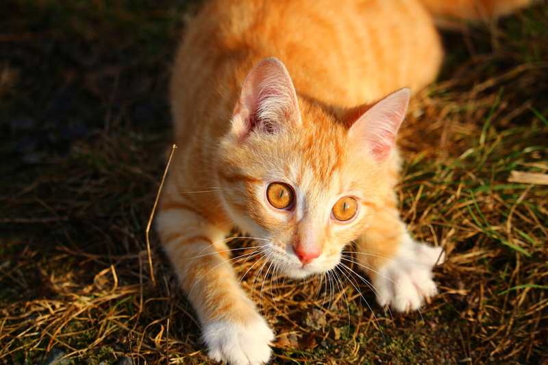 young Animal, animal, 5K, close-up, nature, feline, red cat, outdoors, domestic Animals, domestic Cat, field, selective, tabby, felidae, cute, whisker